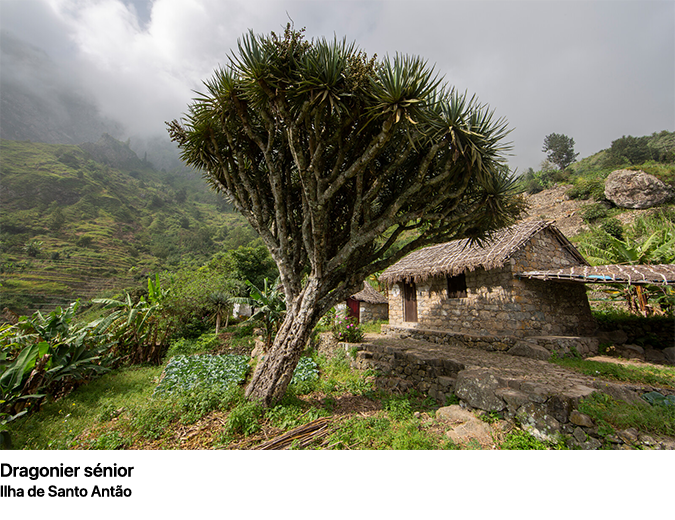 Dragonier sénior_SANTO ANTAO