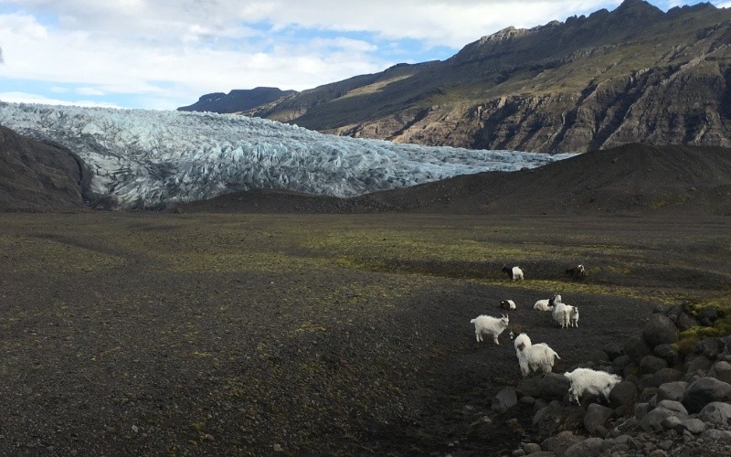 Jour 6 : East Fjords – Höfn