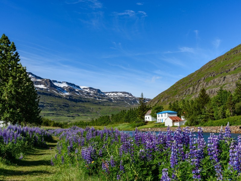 JOUR 6 : EGILSSTADIR ET SES ENVIRONS – Mjoifjordur - Seydisfjordur